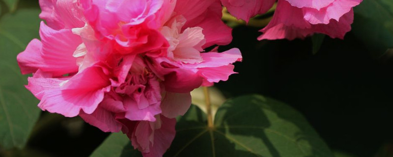 芙蓉花用水泡根怎么插 芙蓉花用水泡根怎么插种