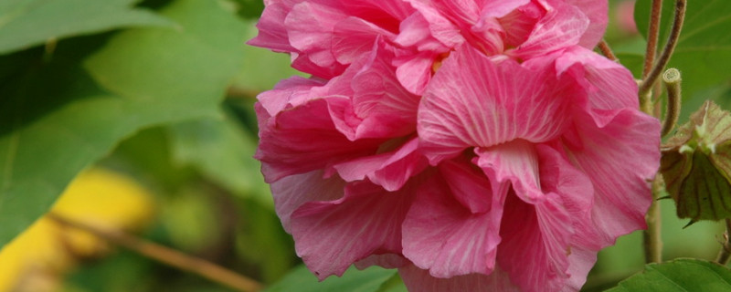 芙蓉花需要光吗 芙蓉花开后需要剪叶吗