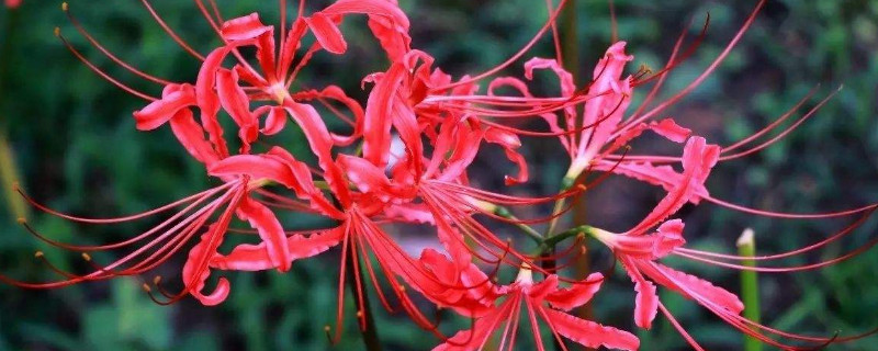 彼岸花能在冬天种吗（彼岸花冬天可以种吗?）