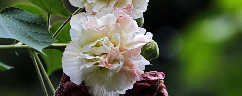 芙蓉花夏天的养殖方法 芙蓉花夏天的养殖方法和技术