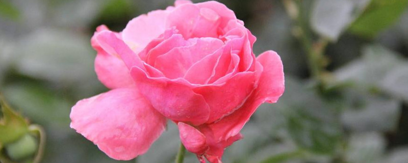 爬藤月季花盆栽怎么养（爬藤月季花盆栽怎么养护）