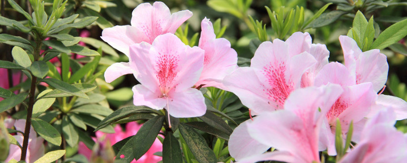怎样养杜鹃花才能有花蕾 怎样才能把杜鹃花养好