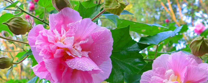 芙蓉花冬天怕冷吗（芙蓉花冬天怕冷吗怎么养）
