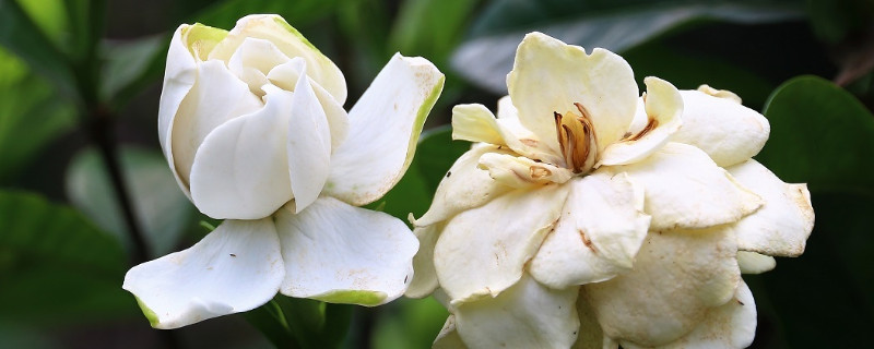 一盆栀子花浇多少水（一盆栀子花浇多少水好）