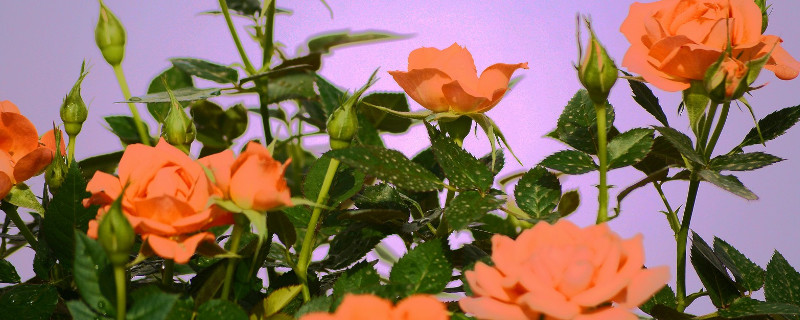 月季花开不出完整的花（月季花开不出完整的花苞怎么办）