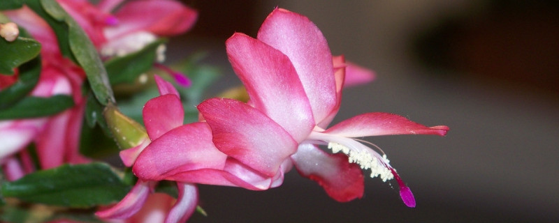 蟹爪兰秋冬季节怎样管理（蟹爪兰秋冬季怎样养护）