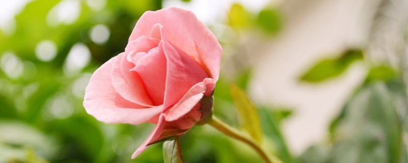 月季花期（月季花期可以施肥吗）