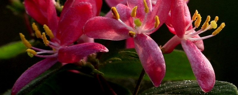 金银花夏天可以移栽吗（夏天移栽金银花怎样成活）