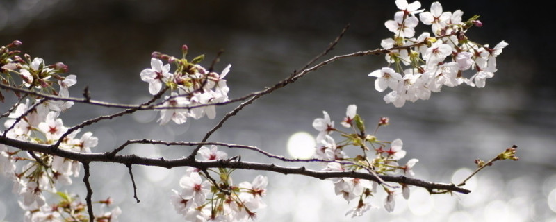 樱花夏天可以移植吗 樱花夏天可以移植吗视频