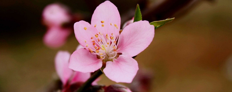 用花瓶如何水养桃花（用花瓶如何水养桃花视频）