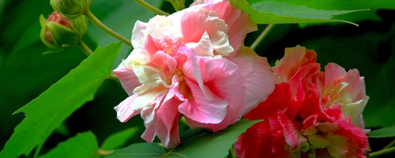 芙蓉花休眠多长时间 芙蓉花休眠多长时间开花