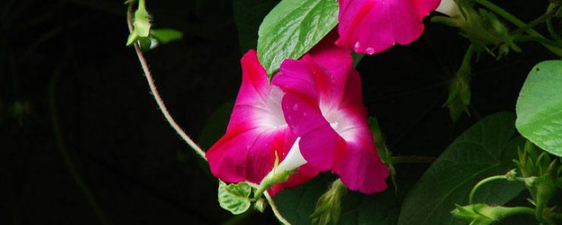 牵牛花秋天掉叶子吗 牵牛花秋天掉叶子吗为什么