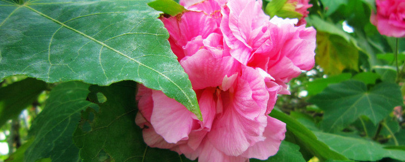 芙蓉花根部能泡水生根吗（芙蓉花根能熬水喝吗）