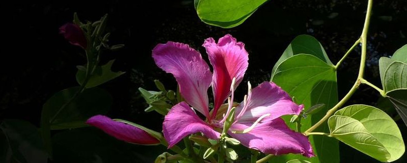 紫荆花是先开花后长叶吗（紫荆花是先开花后长叶吗为什么）