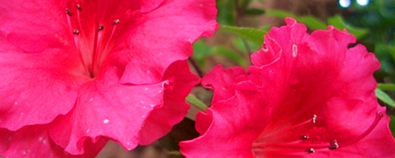 杜鹃花不打药能开花吗（杜鹃花需要打药吗）