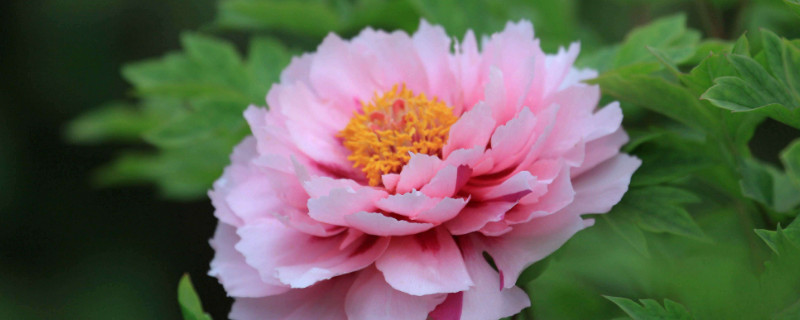 夏天的牡丹花长什么样（夏天牡丹开花吗）