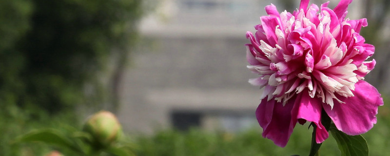 芍药花夏季开花吗（芍药花夏季开花吗）