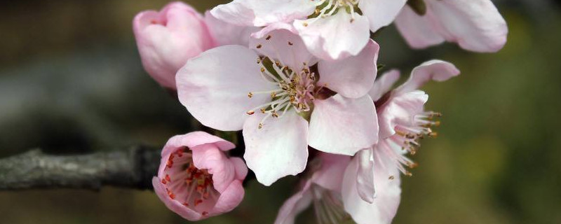 樱花和桃花的区别（樱花和桃花的区别是什么）