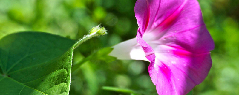 牵牛花是多年生植物吗（牵牛花是多年生植物吗）