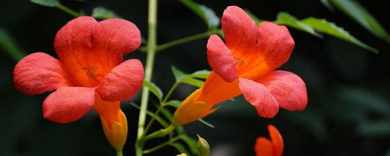 凌霄花适合什么季节种植（凌霄花适合什么季节栽种）