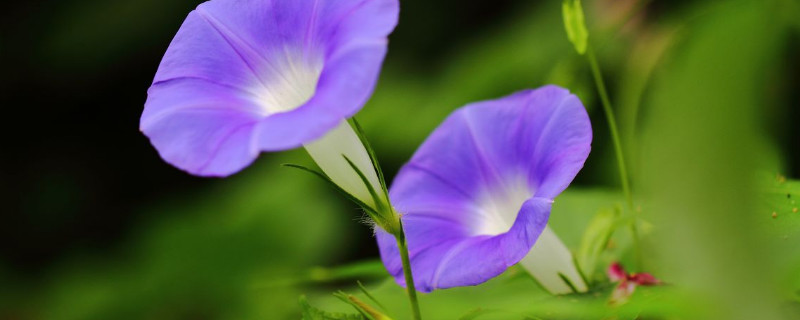 牵牛花徒长了怎么办 牵牛花长苗后怎么护理