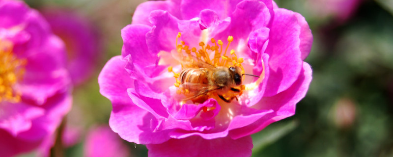 月季花长虫子怎么治 月季花长虫了怎么办?