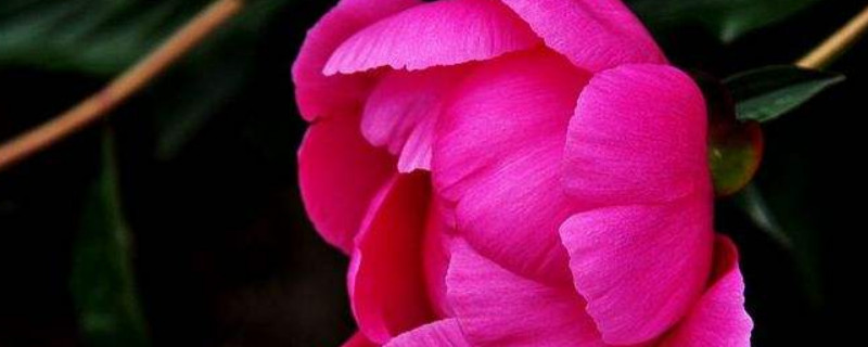 芍药春天种植可以吗（芍药春天栽会开花吗）