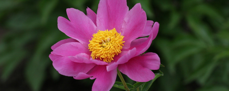芍药花冬天怎么管理（芍药花冬天怎么管理最好）