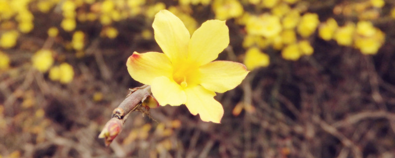 迎春花秋天能移栽吗 秋季迎春花能移栽上盆吗