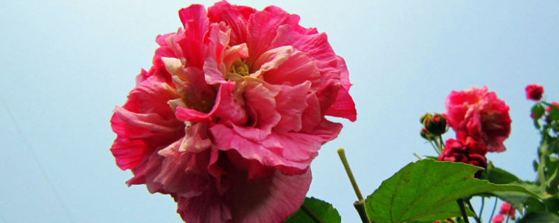 芙蓉花把叶子拿下来栽上能活吗（芙蓉花把叶子拿下来栽上能活吗）