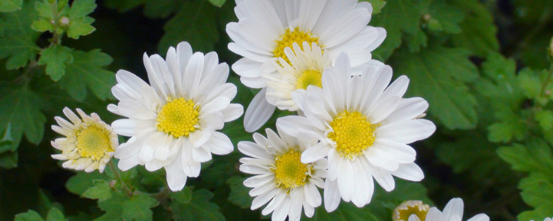 菊花喜阴还是喜阳 菊花喜阴还是喜阳光