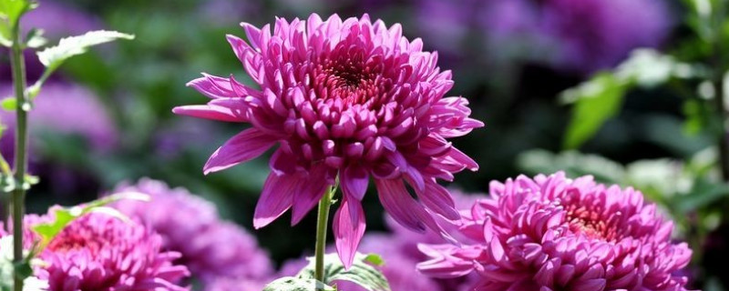 冬天菊花怎么浇水（冬天菊花怎么浇水视频）