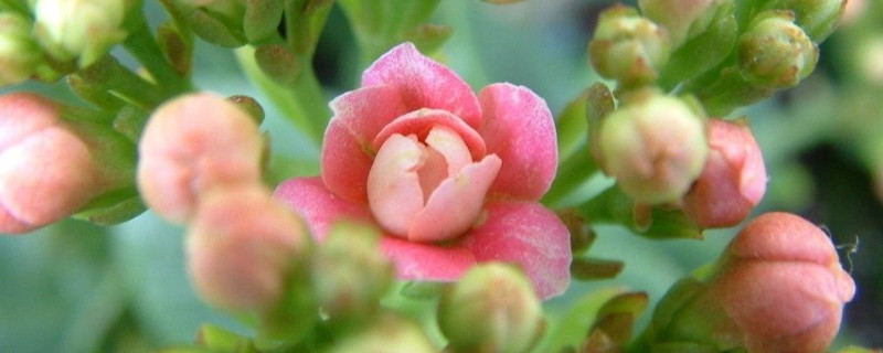长寿花叶面长白霜 长寿花叶面长白霜可以用醋白酒喷