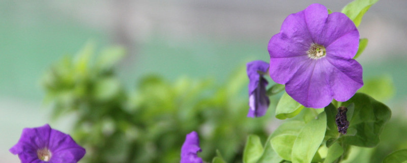 牵牛花种子能播在院子里吗 牵牛花种子能播在院子里吗图片