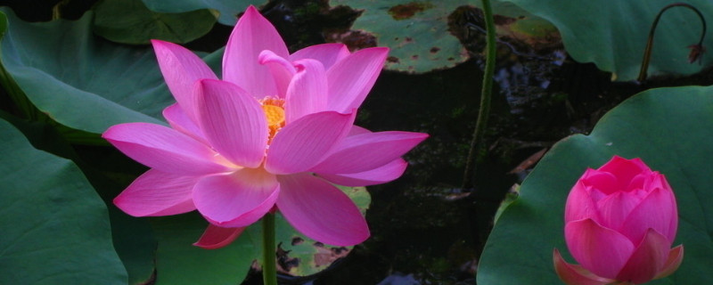 荷花种子怎么破壳（荷花种子破壳从哪里破）