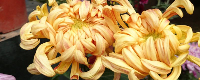 菊花种子什么时候播种 菊花种子什么时候播种视频