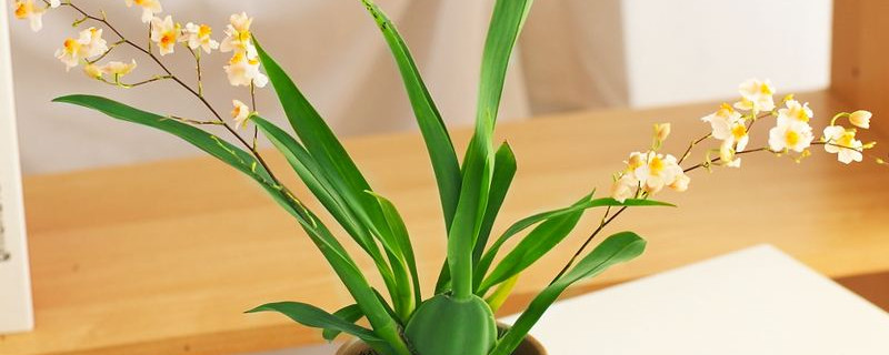 梦香兰一年开几次花 梦香兰喜阴还是喜阳