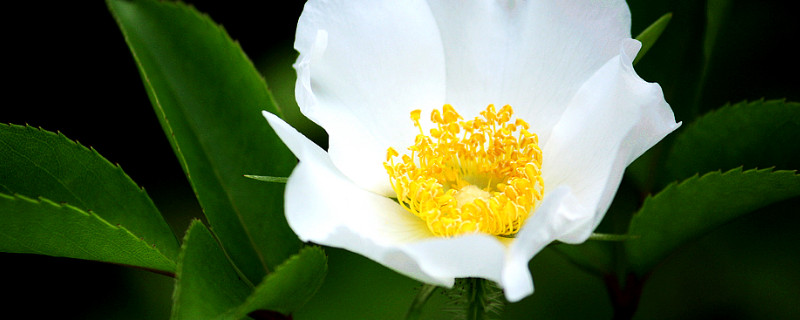 金樱子可以和哪类植物嫁接（金樱子可以和哪类植物嫁接一起）