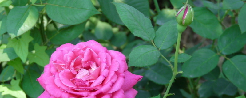 月季花和玫瑰花的区别（月季花和玫瑰花的区别功效）