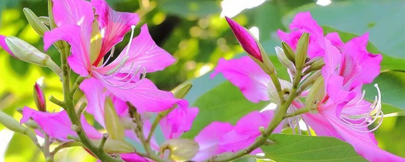 紫荆花叶子干枯了还能活吗 紫荆花叶子干枯了还能活吗视频