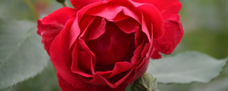 红色月季花花语及寓意 红色月季花花语及寓意图片