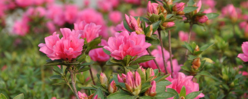 杜鹃花什么季节开花 杜鹃花什么季节开花时间