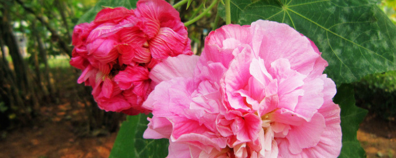 芙蓉花喜欢阳光吗（芙蓉花喜欢阳光吗为什么）