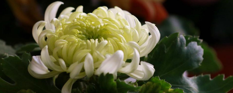 菊花的根是什么颜色的 菊花的根叫什么名字