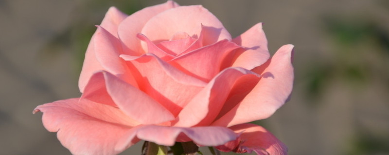粉色月季花花语及寓意（粉色月季花花语及寓意及花语）