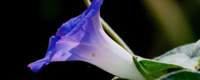 盆栽牵牛花花期有多长（牵牛花盆栽图片大全）