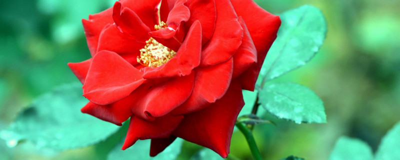 月季有花苞为什么开不开（月季花苞很多很大但是没开就枯了）