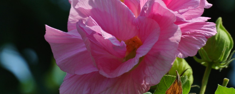 芙蓉花栽叶还是栽叉 芙蓉花叶怎么栽