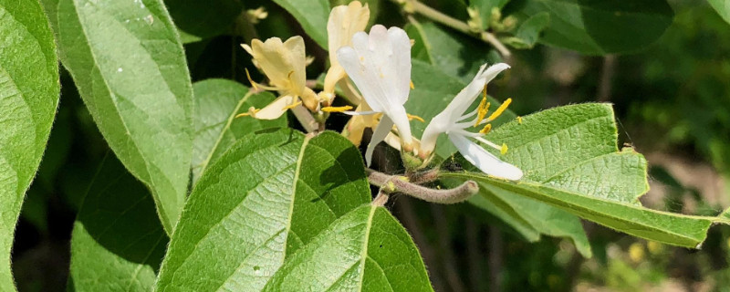 金银花秋后什么时候浇水好（金银花秋施肥时间）
