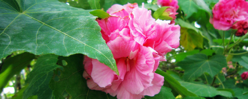 芙蓉花水培能不能栽活（芙蓉花水培生根快还是土里生根快）
